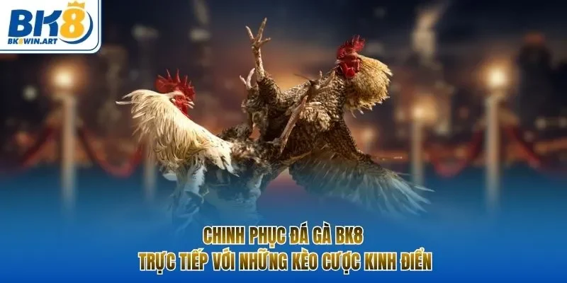 Chinh phục đá gà BK8 trực tiếp với những kèo cược kinh điển